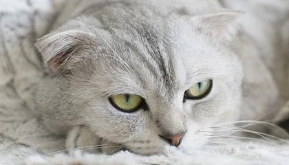 七星瓢虫的生活习性(它们聚集在一起是为了什么呢)