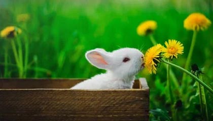 见贤思齐造句(他们的优秀品质让你想要学习吗)