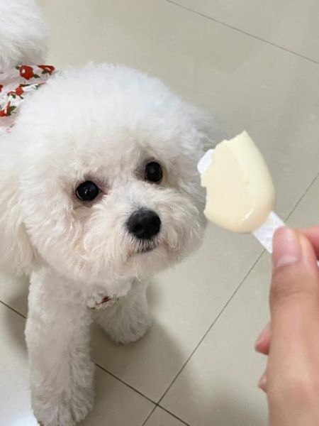 可爱狗狗名字(还是叫小奶酪好呢)