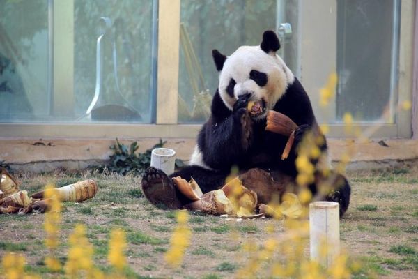 天津动物园(  能看到大熊猫吗)