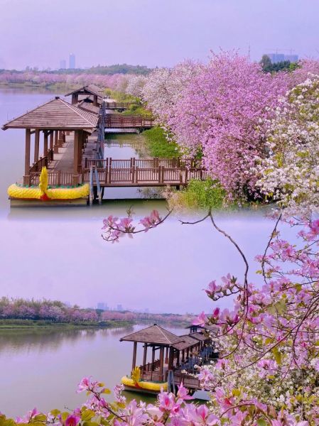 广州海珠湿地公园(你真的了解它吗)