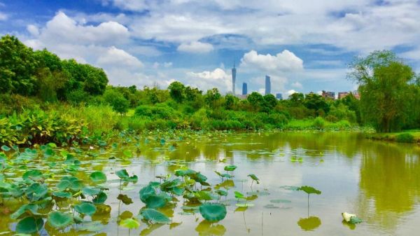 广州海珠湿地公园(你真的了解它吗)