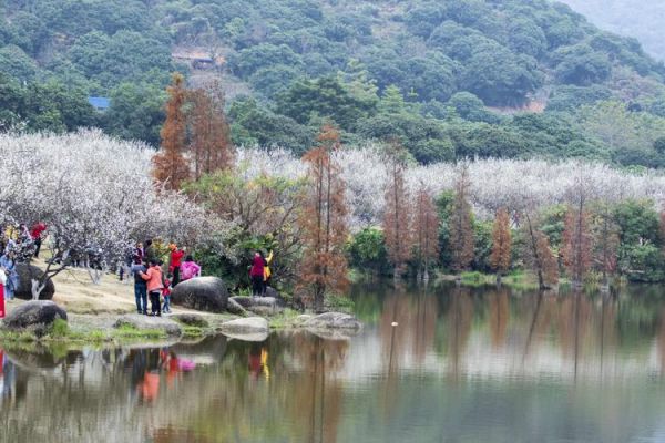 广州萝岗香雪公园(萝岗香雪公园值得一去吗)