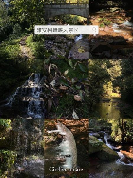 成都到碧峰峡(哪种方式最划算)