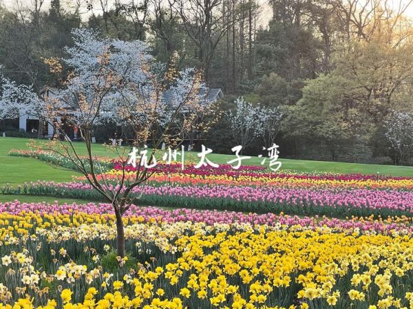 杭州太子湾公园( 樱花和郁金香哪个更值得看)
