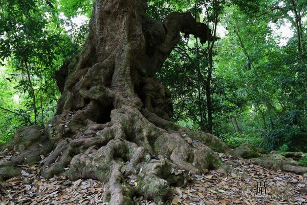 江门圭峰山风景区，听说那里有好多古树，你去过吗？听说那里还有好多珍稀植物，你去过吗？