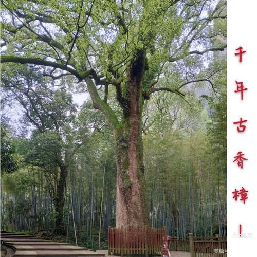 江门圭峰山风景区，听说那里有好多古树，你去过吗？听说那里还有好多珍稀植物，你去过吗？