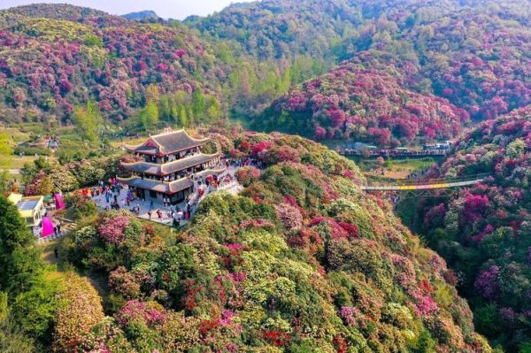 百里杜鹃风景名胜区(去过的人都说好)