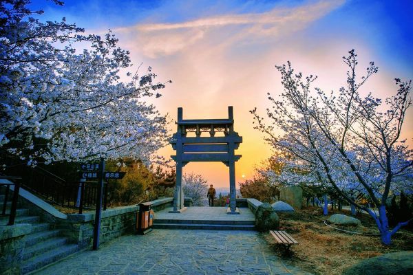 邹平樱花山风景区(适合带孩子去吗)