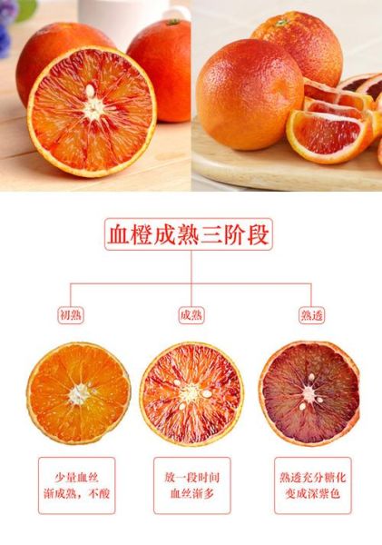 塔罗科血橙简介( 你知道它有哪些品种吗)