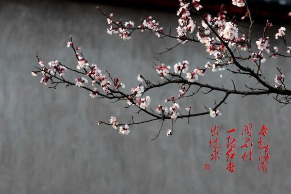 满园春色关不住一枝红杏出墙来(是自信还是叛逆)