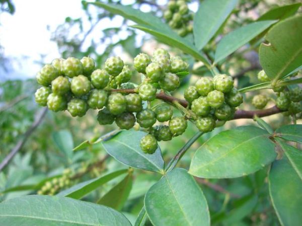 花椒星座大全(有什么独特之处)