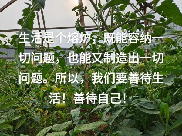 一年生活(爱能照亮多少)