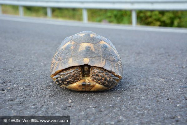 乌龟的生活环境(它们会躲起来吗)
