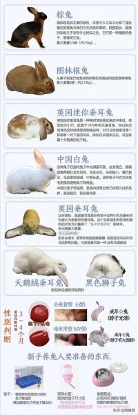 兔子的特点和生活特征(它们住的地方干净吗)