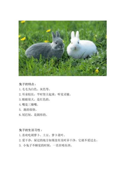 兔子的特点和生活特征(它们住的地方干净吗)