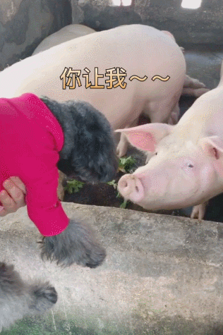 向往的生活猪(为何都对猪肉如此痴迷)