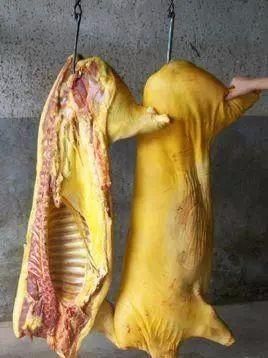 向往的生活猪(为何都对猪肉如此痴迷)