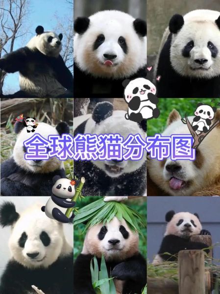 熊猫生活在什么地方(它们喜欢和谁住在一起)