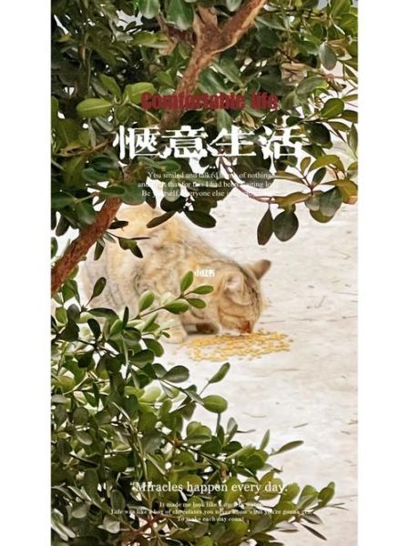 生活惬意是什么意思(怎样才能找到属于自己的惬意)