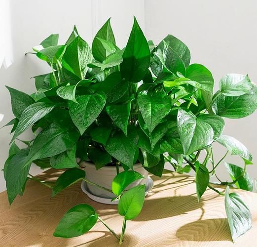 绿萝生活环境(  卫生间是不是最合适的地方)