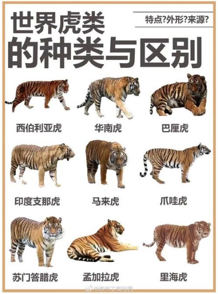 老虎的生活习性(它们最喜欢吃什么)