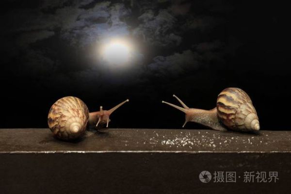 蜗牛生活环境( 蜗牛为什么喜欢晚上出来活动)