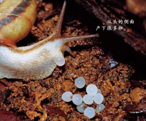 蜗牛的生活环境(它们是喜欢吃素还是吃肉呢)
