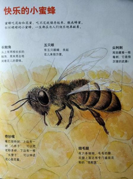 蜜蜂的生活环(它们是如何帮助人类的)