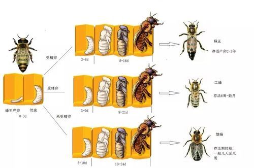 蜜蜂的生活环(它们是如何帮助人类的)