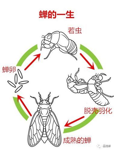 蝉的生活习性(  它们的一生都在干什么)