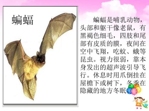 蝙蝠的生活习性(它们是怎么做到的)