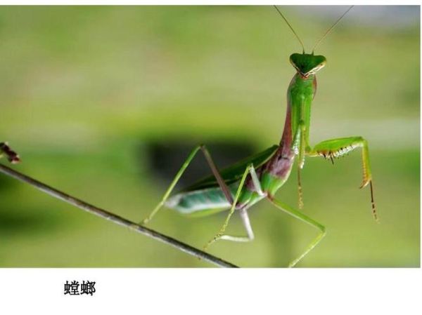螳螂的生活环境(清晨还是傍晚)